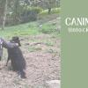 Canine Mind Training