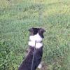 Ceres - Border collie tenuto per 2 giorni