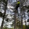 Abbattimento di Alberature con tecnica di tree climbing